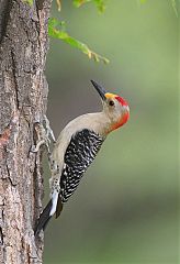 Golden-fronted Woodpecker